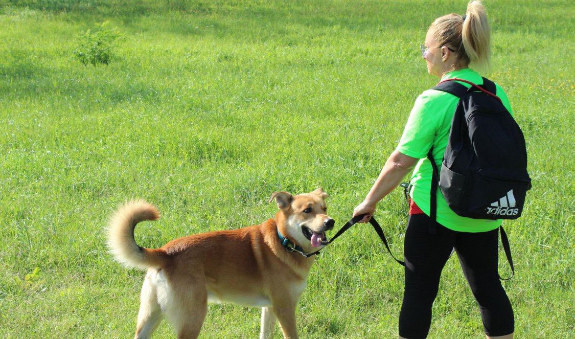 Dog Walking 2026