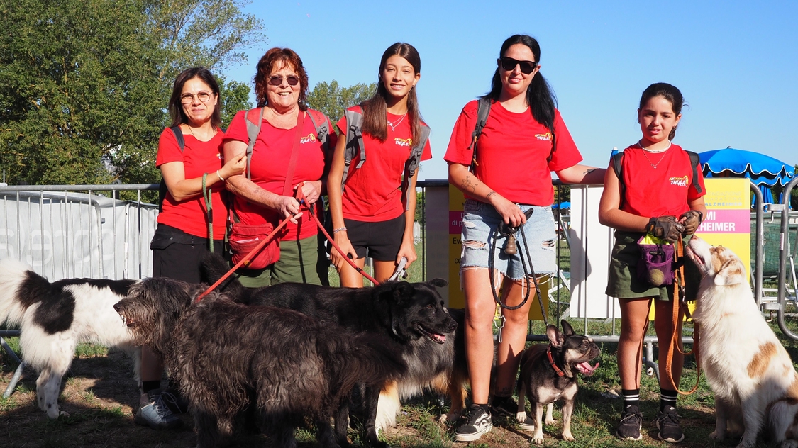 Dog Walking 2025